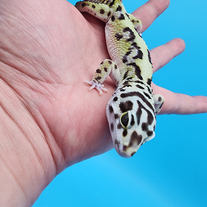 Male Hyper Xanthic Bold Bandit