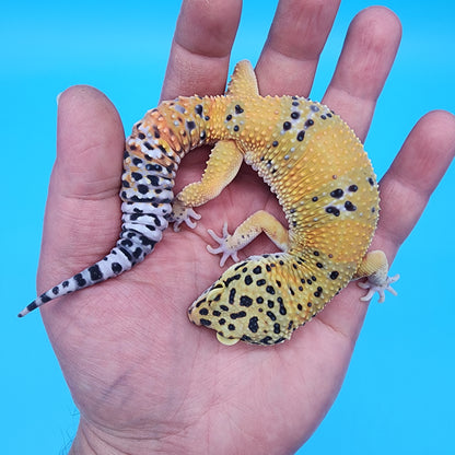 Male Fire Bold Emerine het Cipher