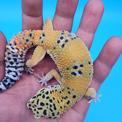 Male Fire Bold Emerine het Cipher