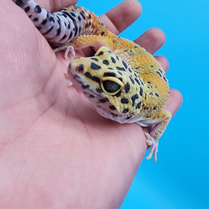 Male Fire Bold Emerine het Cipher