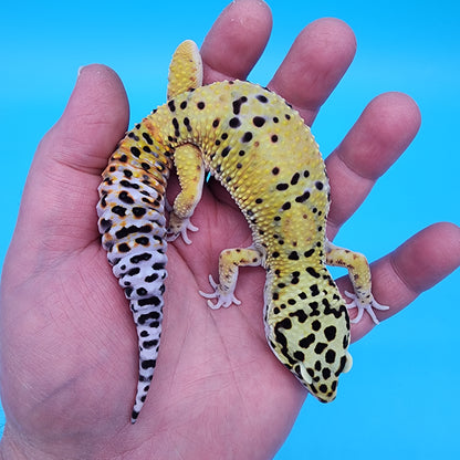 Male Fire Bold Emerine