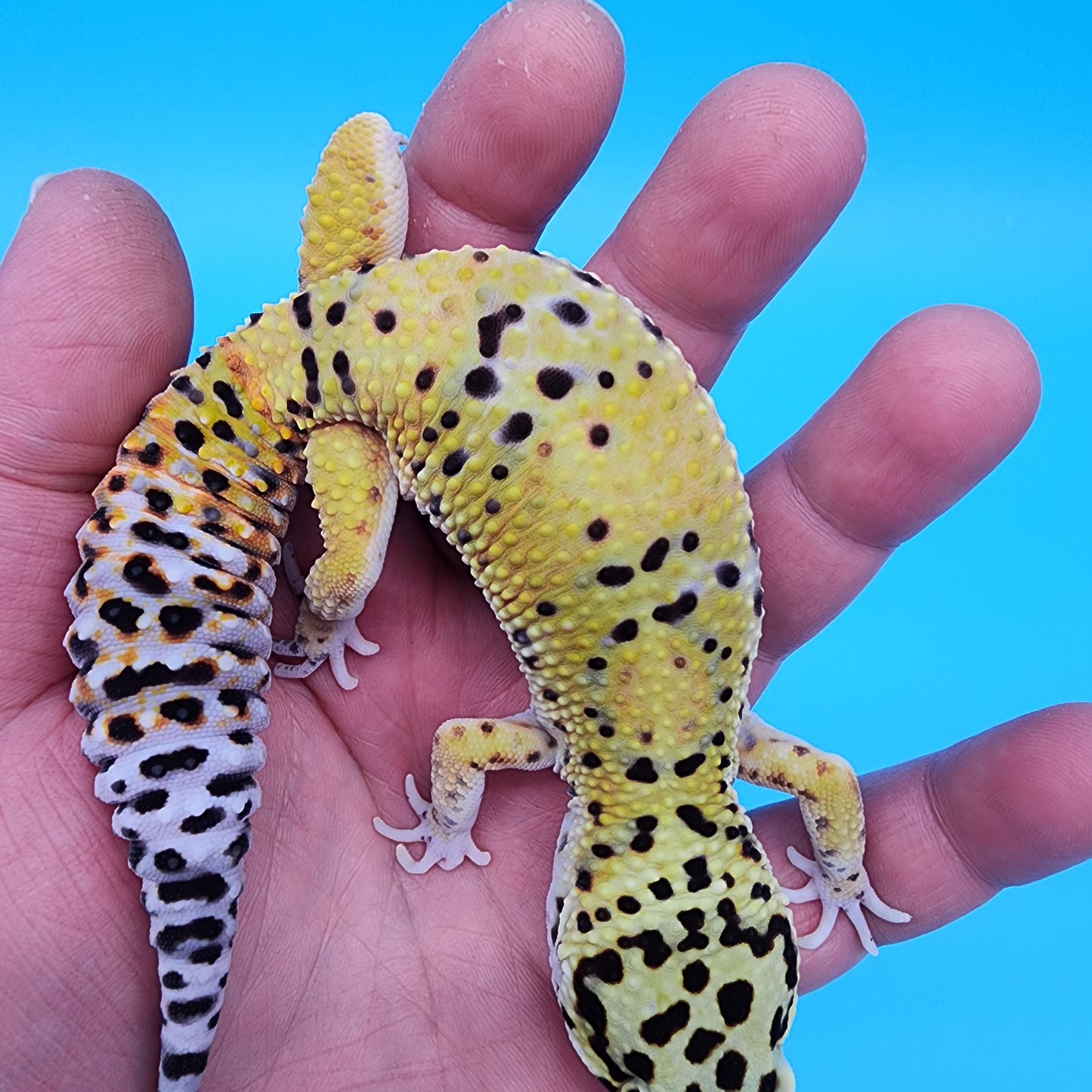 Male Fire Bold Emerine