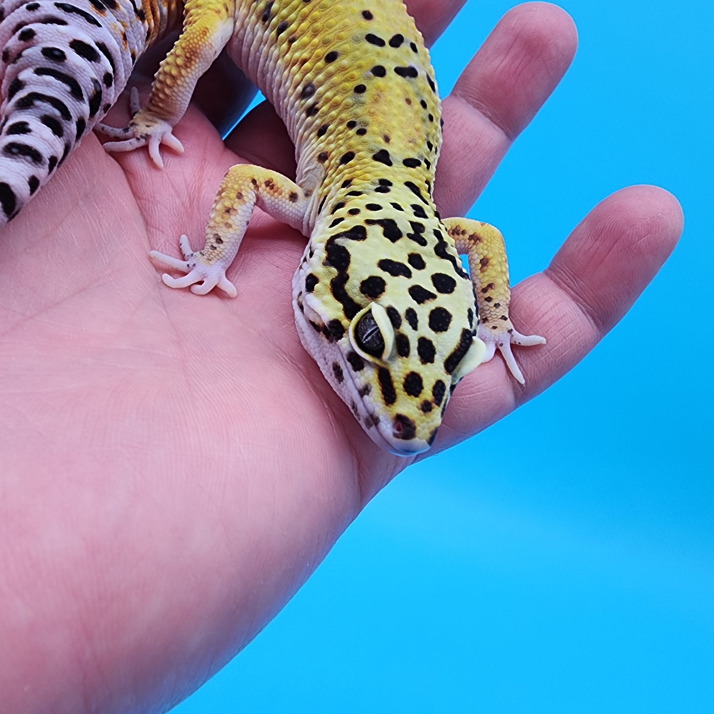 Male Fire Bold Emerine