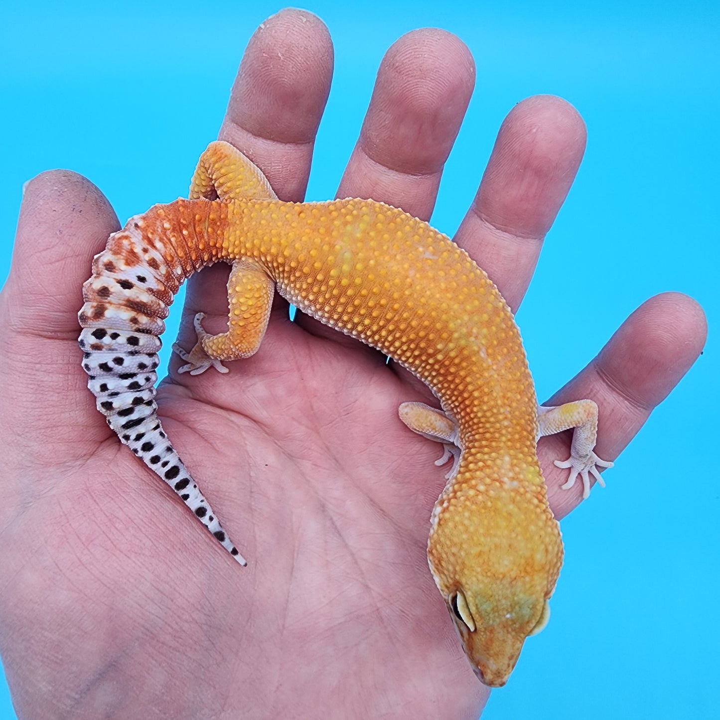 Female Mandarin Fire Bold Hypo possible het Cipher