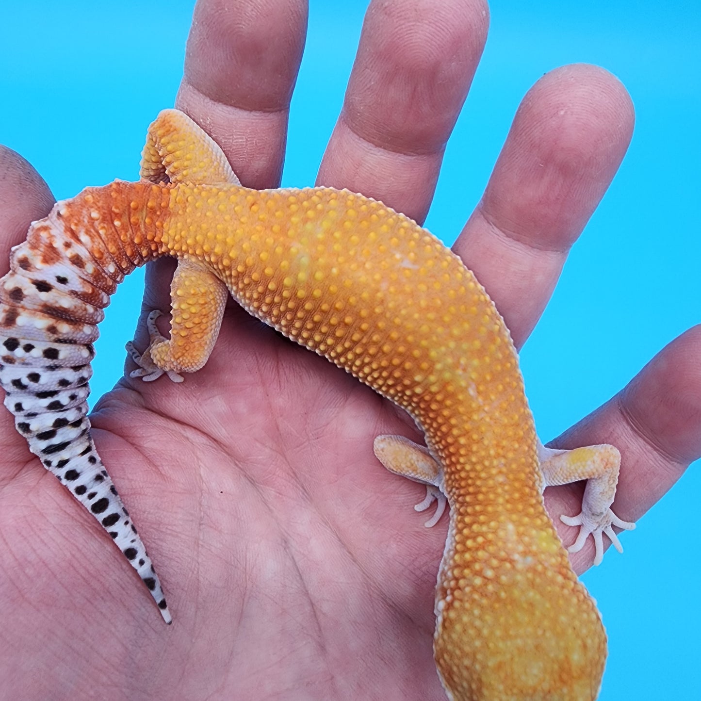 Female Mandarin Fire Bold Hypo possible het Cipher