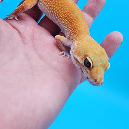 Female Mandarin Fire Bold Hypo possible het Cipher