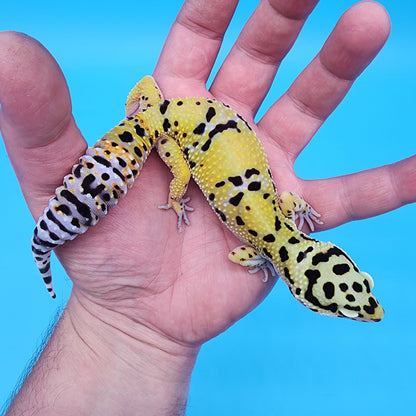 Female Fire Bold Emerine Halloween Mask Bandit