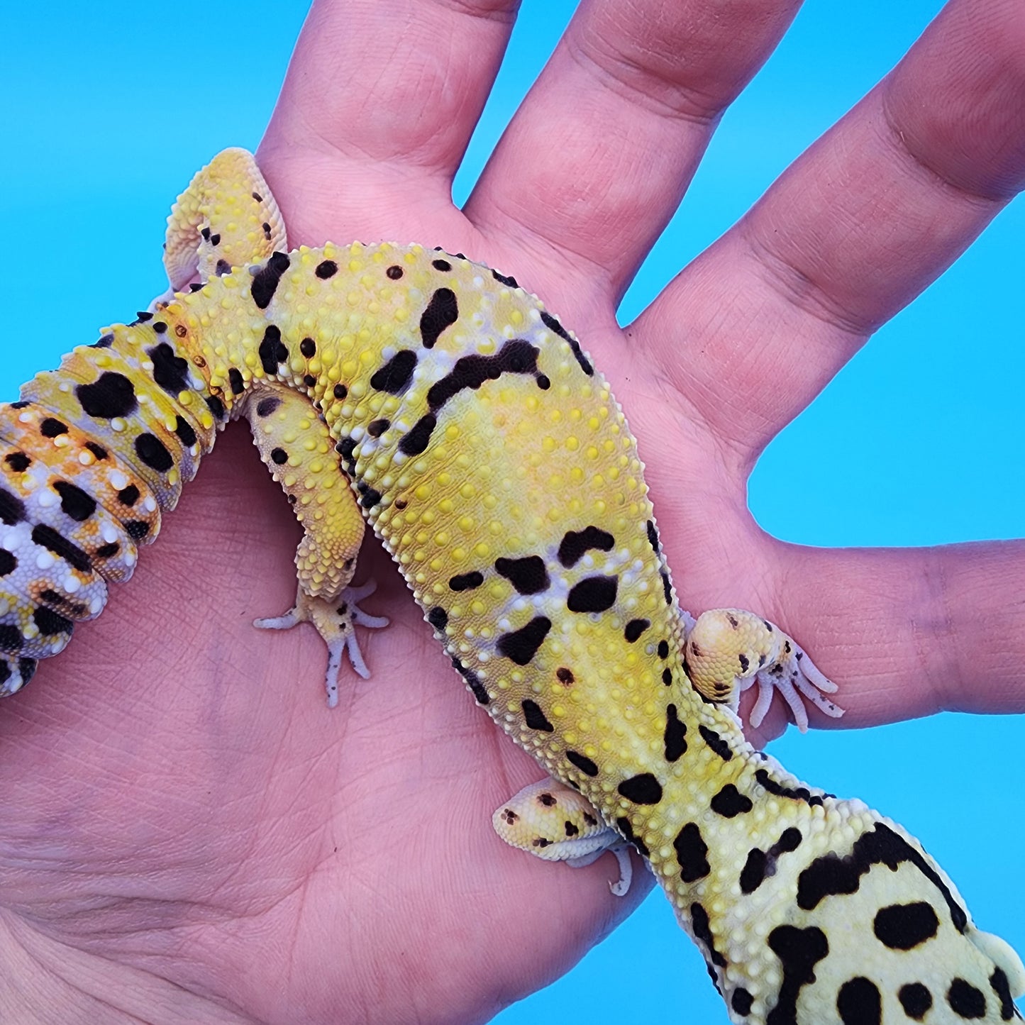 Female Fire Bold Emerine Halloween Mask Bandit