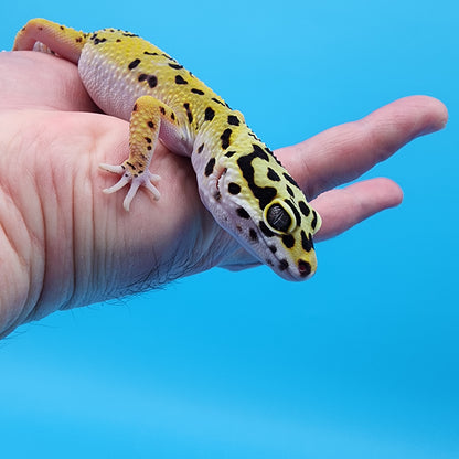 Female Fire Bold Emerine Halloween Mask Bandit