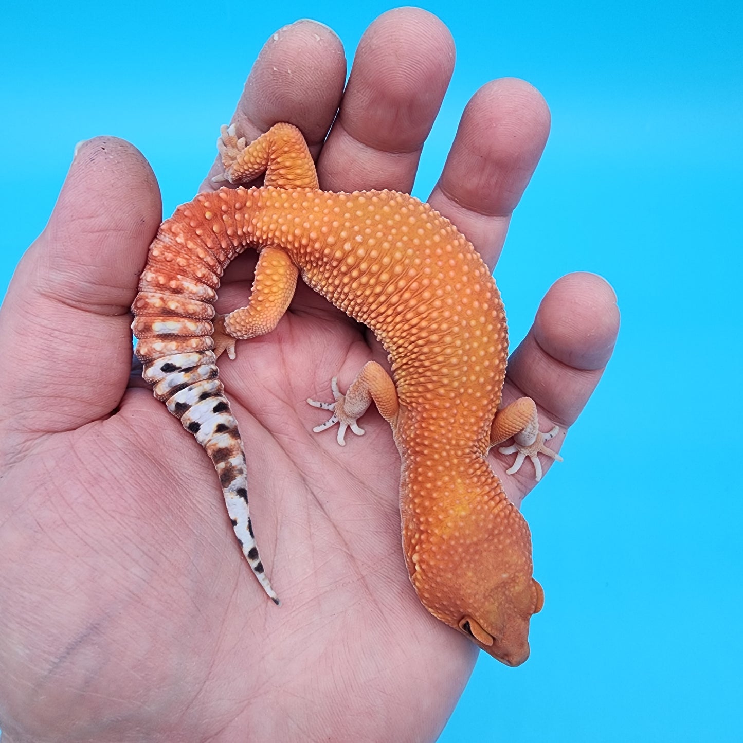 Female Mandarin Fire Bold Super Hypo possible het Cipher