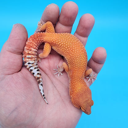 Female Mandarin Fire Bold Super Hypo possible het Cipher