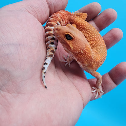 Female Mandarin Fire Bold Super Hypo possible het Cipher