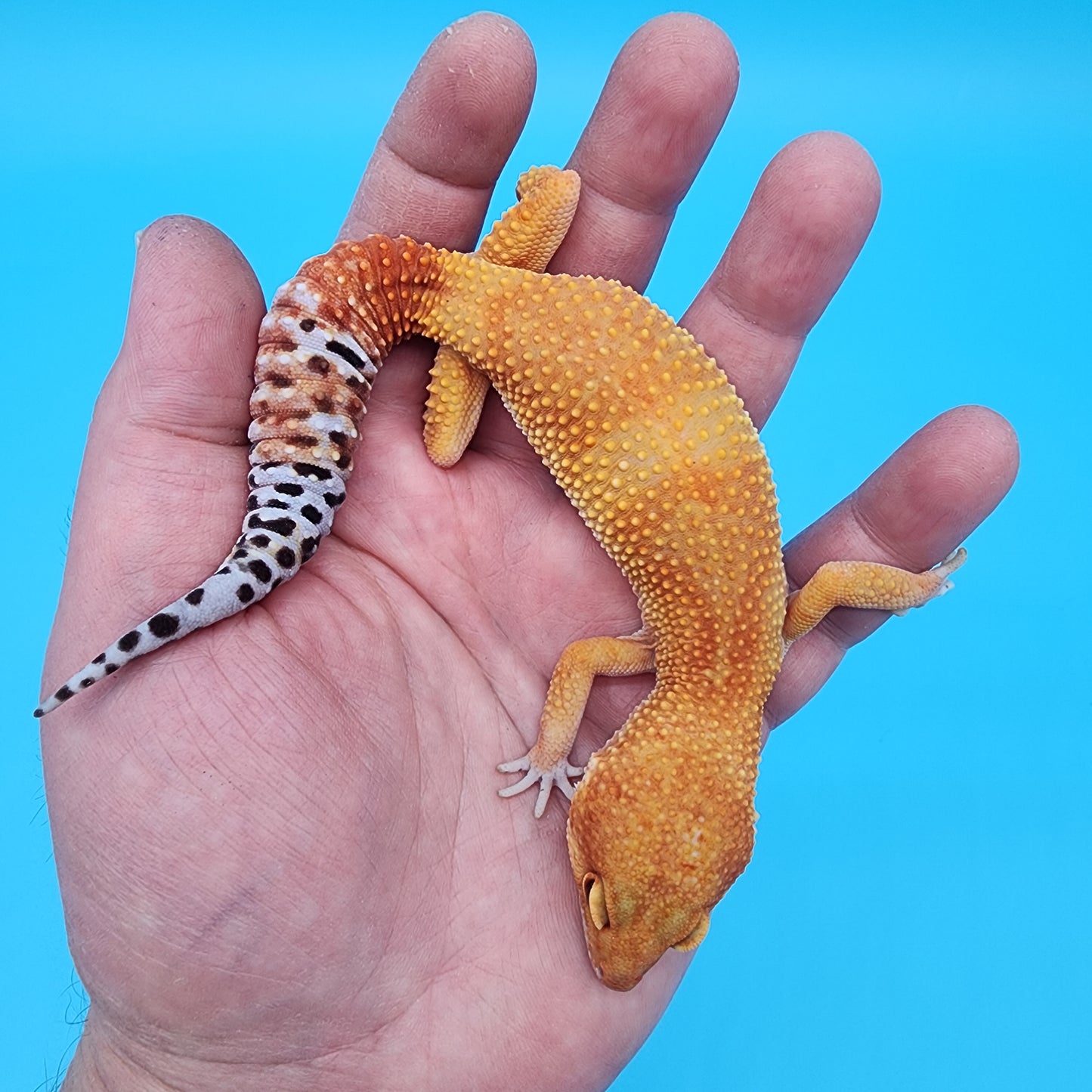Female Tangerine Tornado