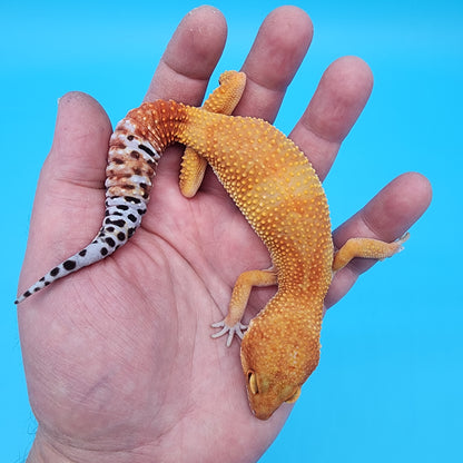 Female Tangerine Tornado