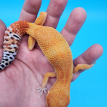 Female Tangerine Tornado