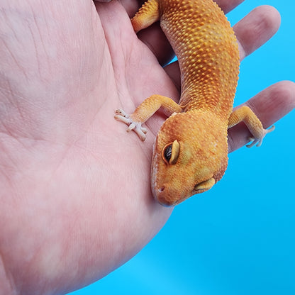 Female Tangerine Tornado