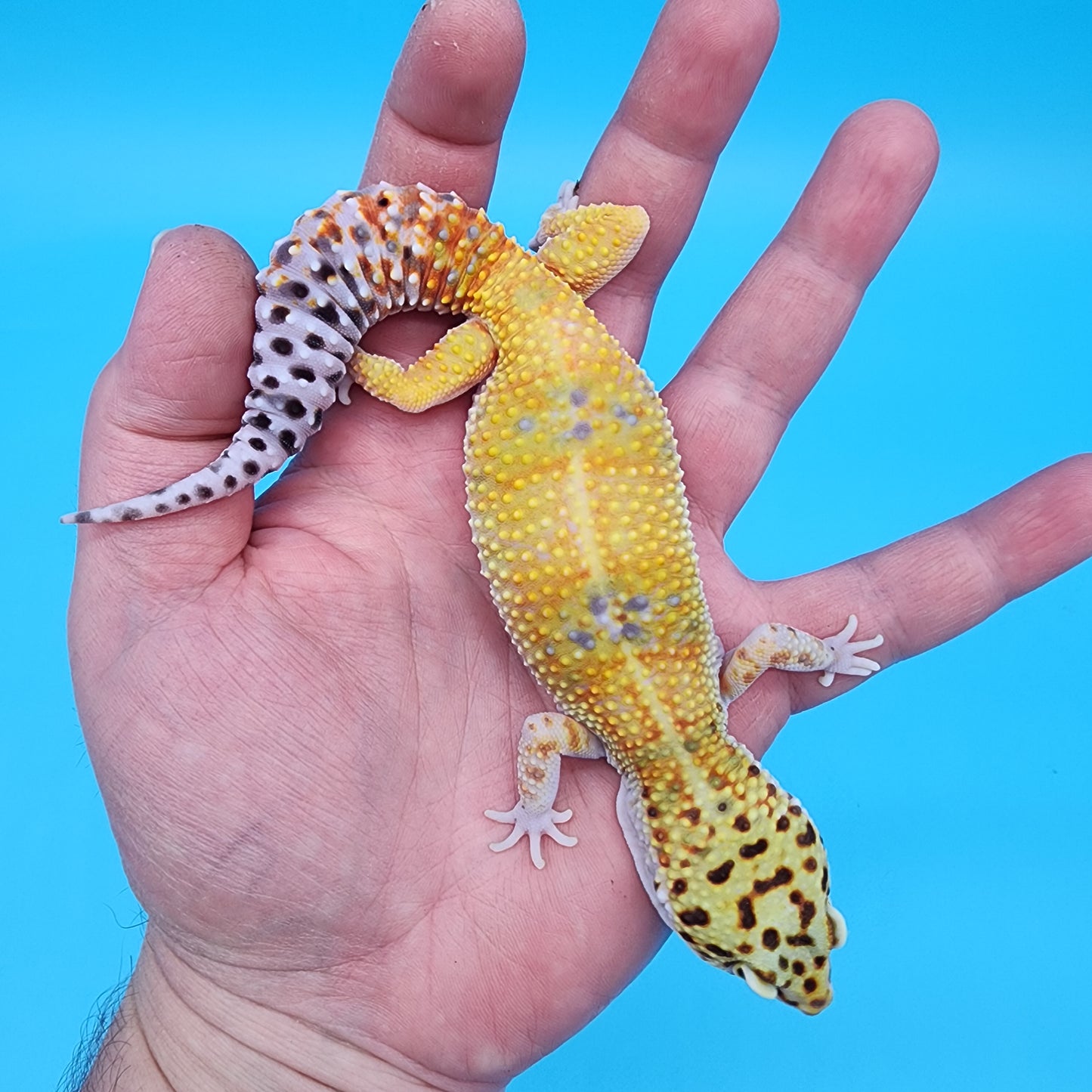 Female Probable Fire Bold Emerine (No genetics provided acquired from another collection)