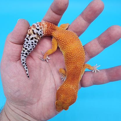 Female Tangerine Tornado (slight lower back bump, does not seem to effect quality of life)