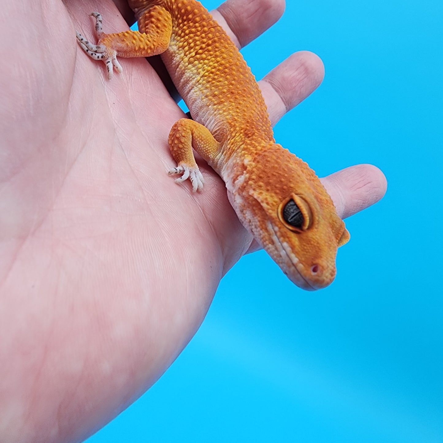 Female Tangerine Tornado (slight lower back bump, does not seem to effect quality of life)