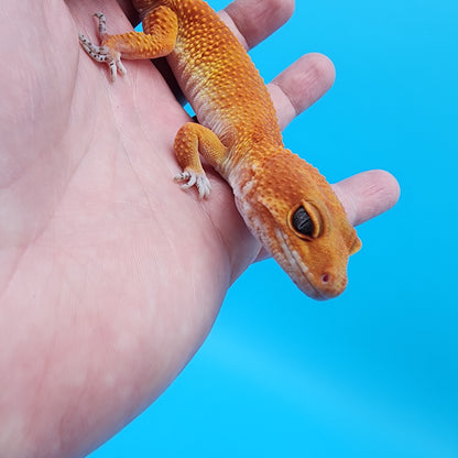 Female Tangerine Tornado (slight lower back bump, does not seem to effect quality of life)