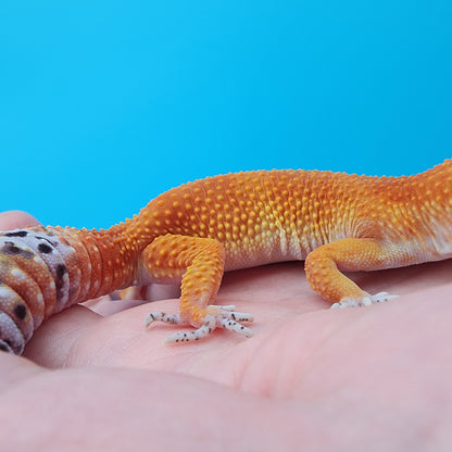 Female Tangerine Tornado (slight lower back bump, does not seem to effect quality of life)