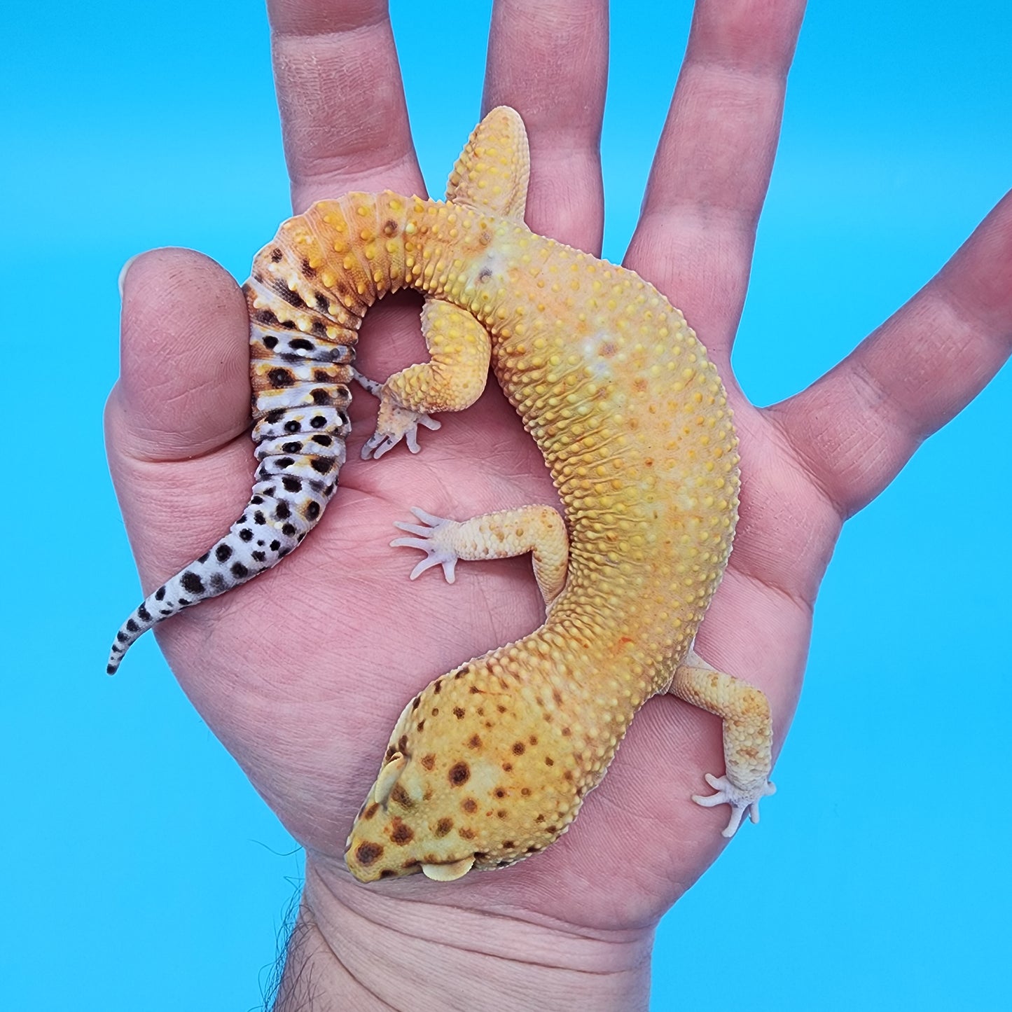 Male Black Blood Purple Head 50% het RAPTOR