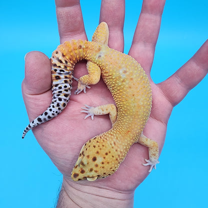 Male Black Blood Purple Head 50% het RAPTOR