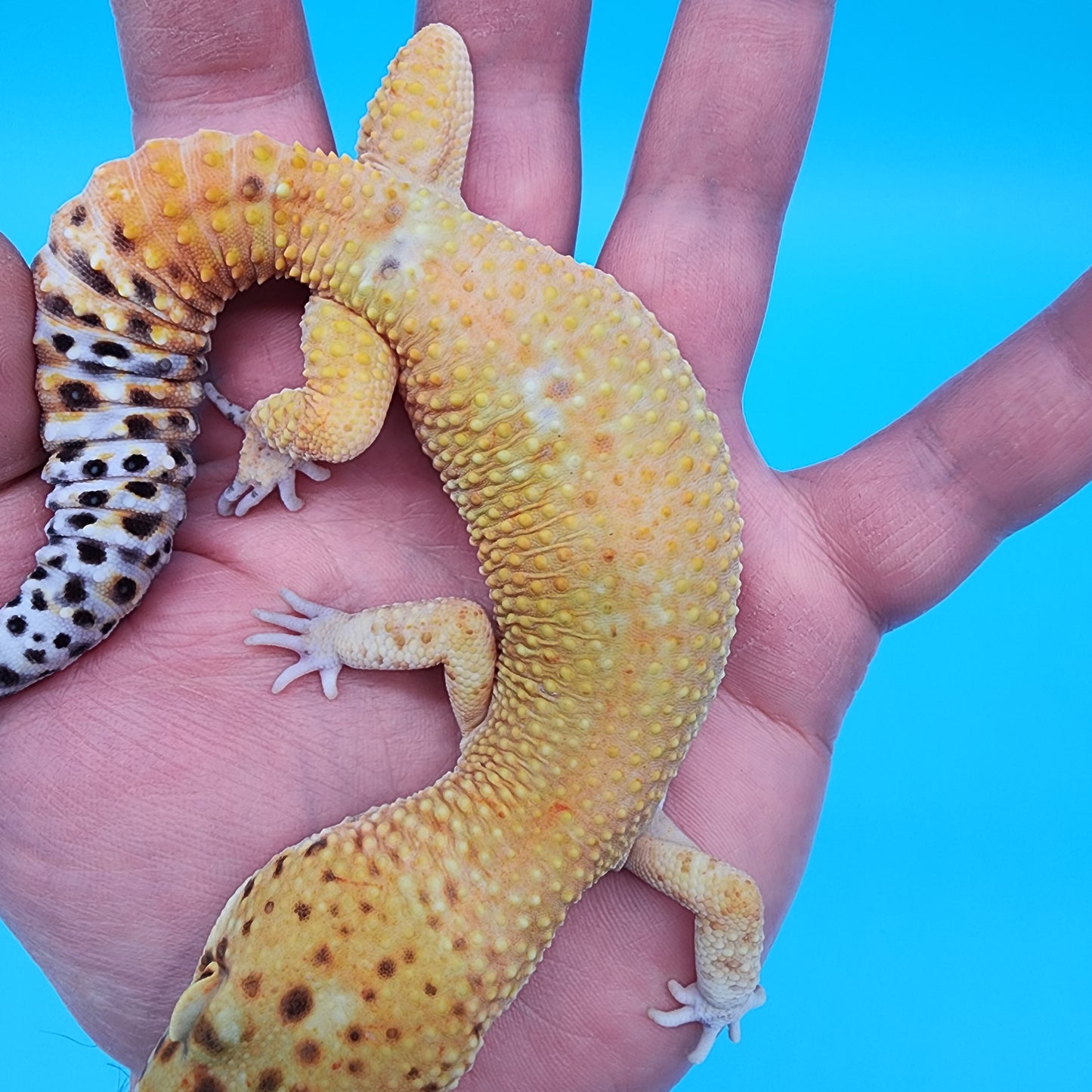 Male Black Blood Purple Head 50% het RAPTOR