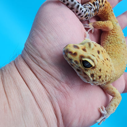 Male Black Blood Purple Head 50% het RAPTOR