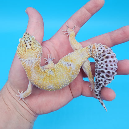 Male Hyper Xanthic Tangerine possible Mack Snow (acquired from another collection; funny tail tip)