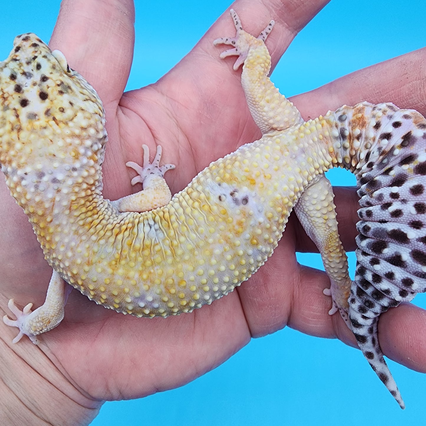 Male Hyper Xanthic Tangerine possible Mack Snow (acquired from another collection; funny tail tip)