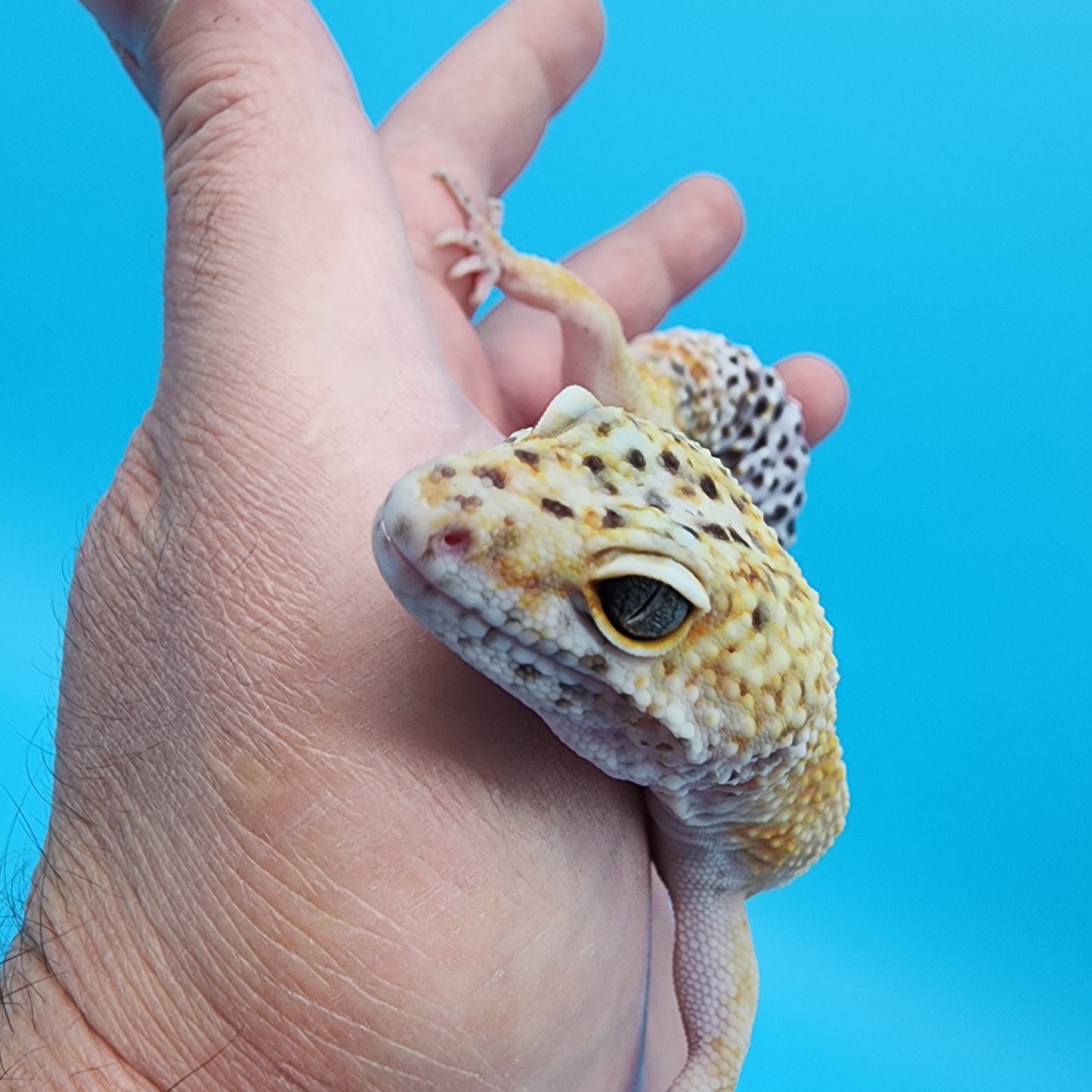 Male Hyper Xanthic Tangerine possible Mack Snow (acquired from another collection; funny tail tip)