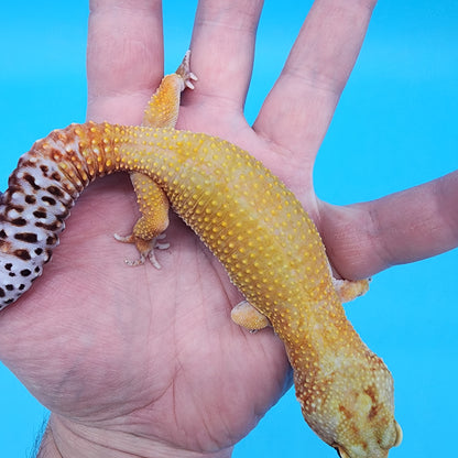 Female 50% Black Night 50% Mandarin Super HYpo