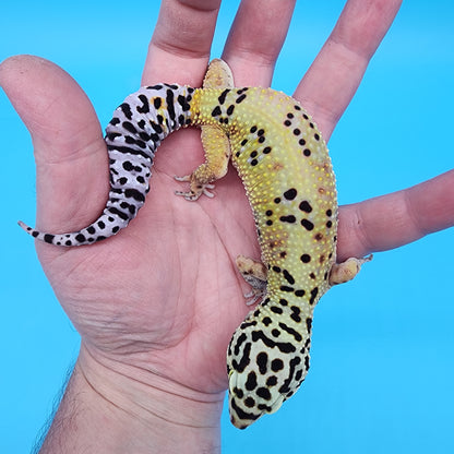 Female Hyper Xanthic Bold Bandit Emerine