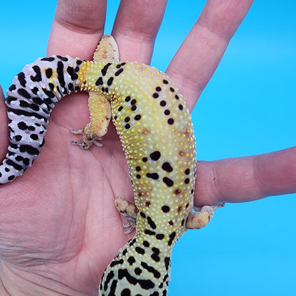 Female Hyper Xanthic Bold Bandit Emerine