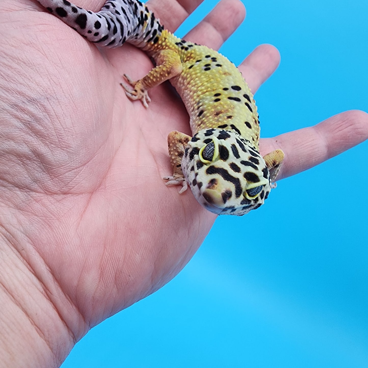 Female Hyper Xanthic Bold Bandit Emerine