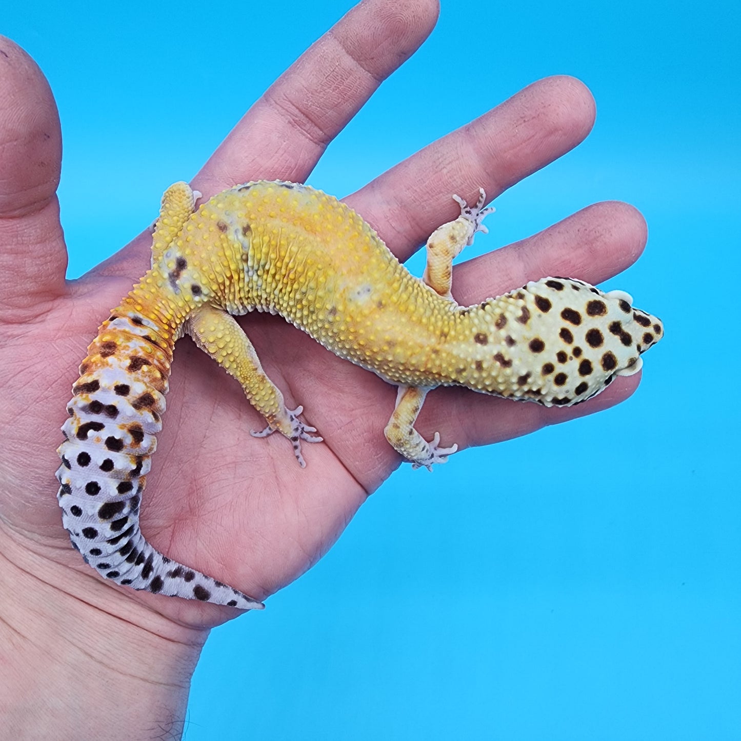 Male Probable Clown (No genetics provided acquired from another collection)