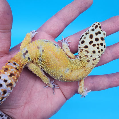 Male Probable Clown (No genetics provided acquired from another collection)