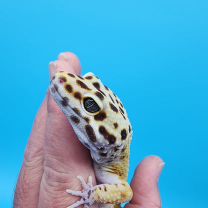 Male Probable Clown (No genetics provided acquired from another collection)