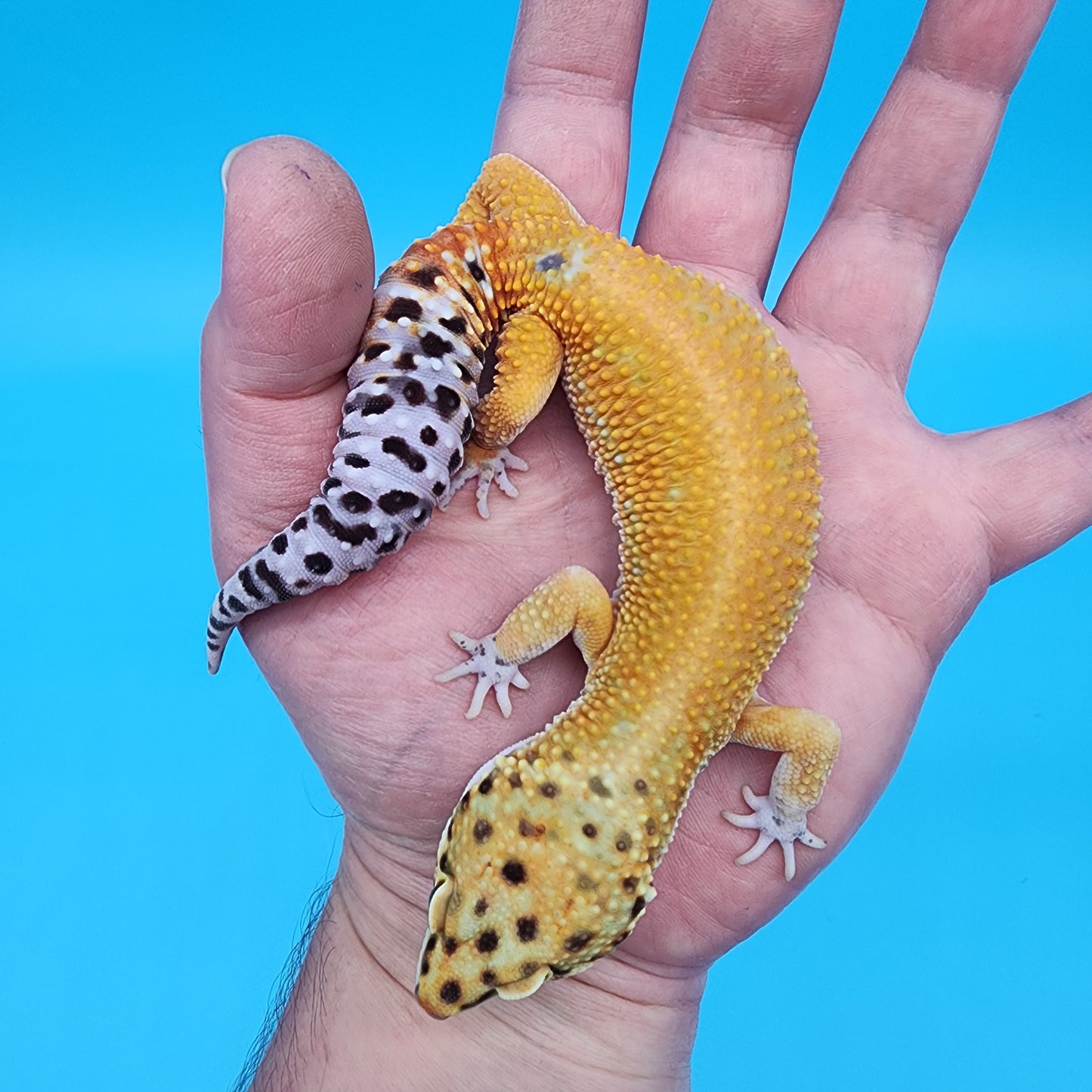 Male Clown 66% het Bell