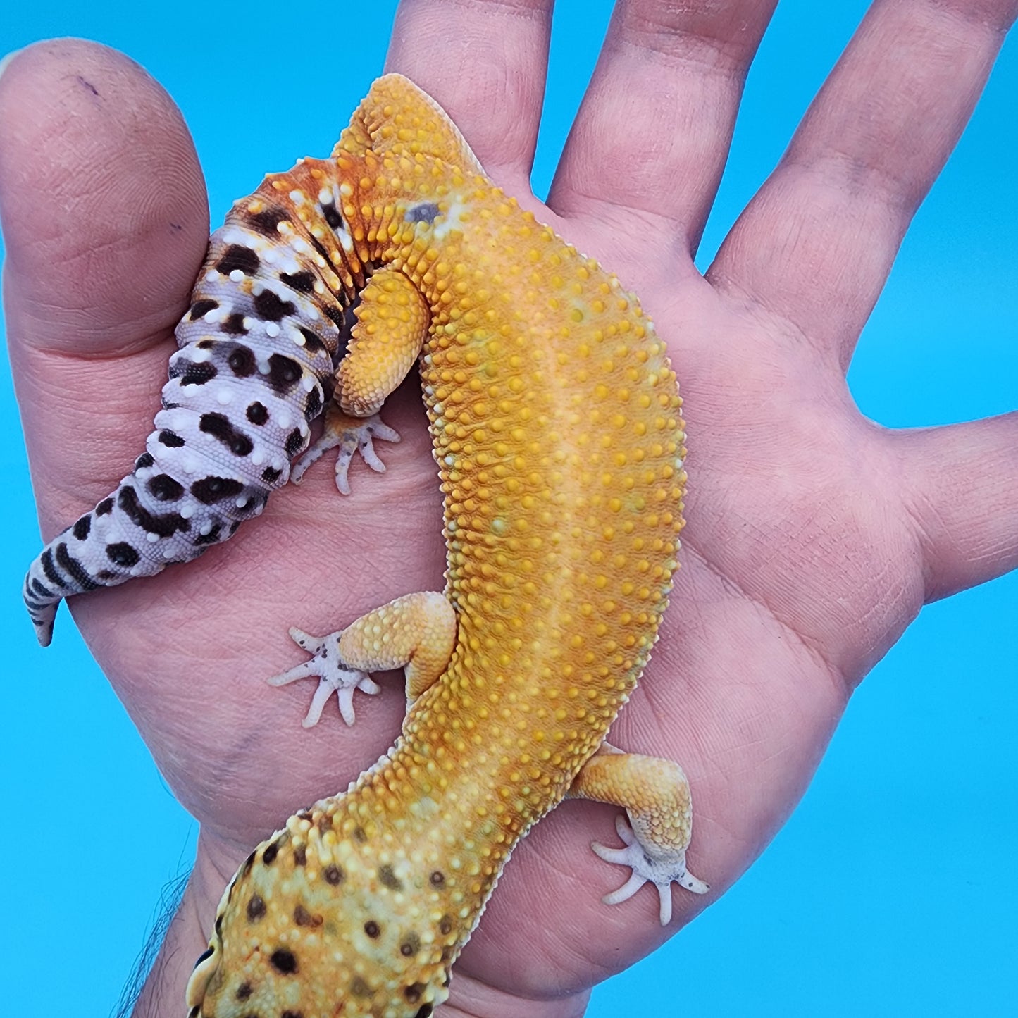 Male Clown 66% het Bell