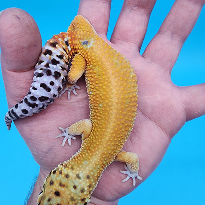 Male Clown 66% het Bell