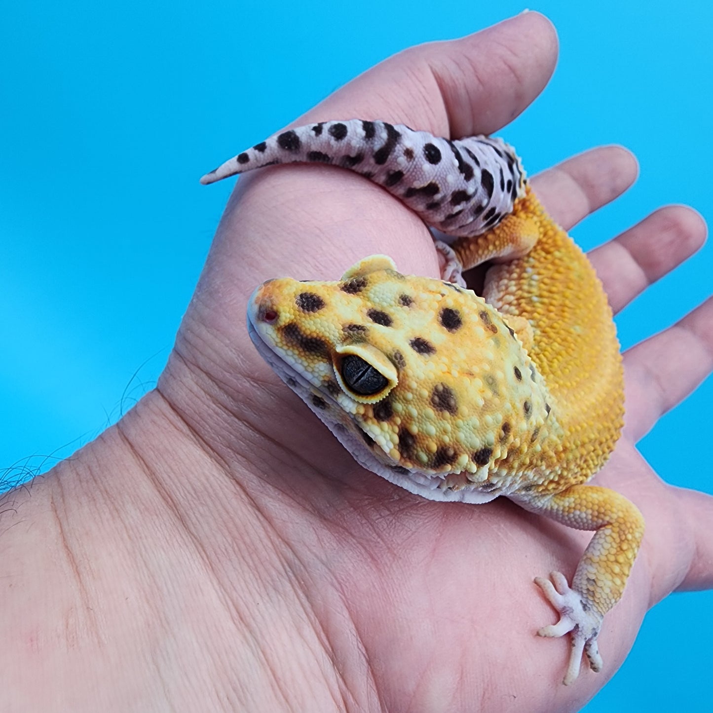 Male Clown 66% het Bell