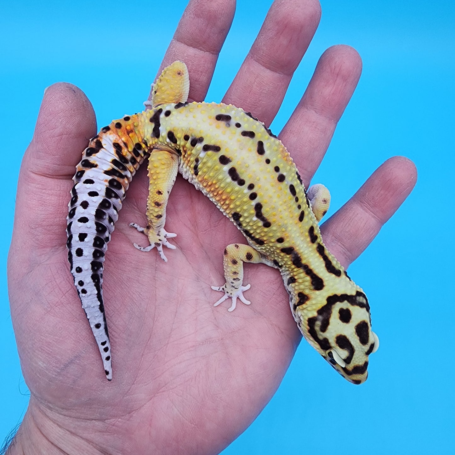 Male Fire Bold Halloween Mask Bandit Emerine