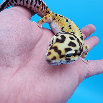 Male Fire Bold Halloween Mask Bandit Emerine