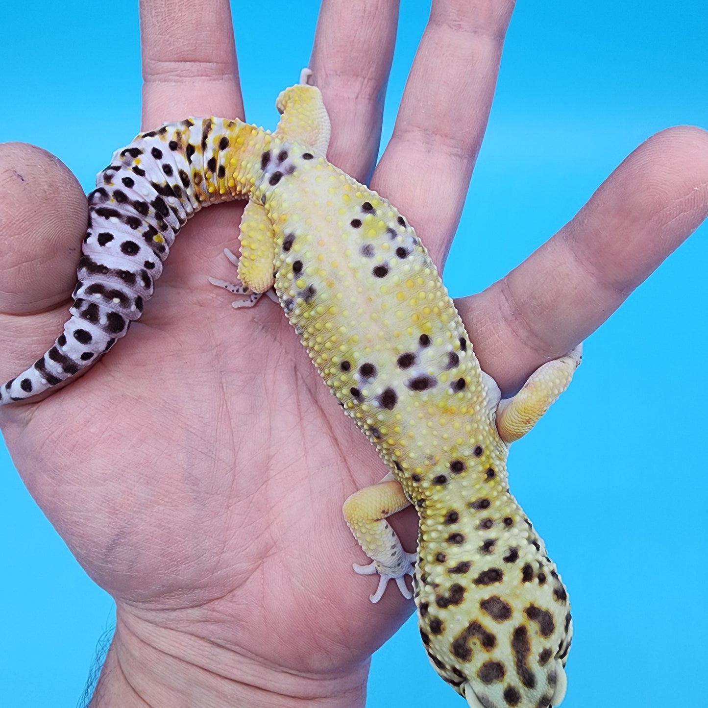 Male Blood Bold 50% het RAPTOR