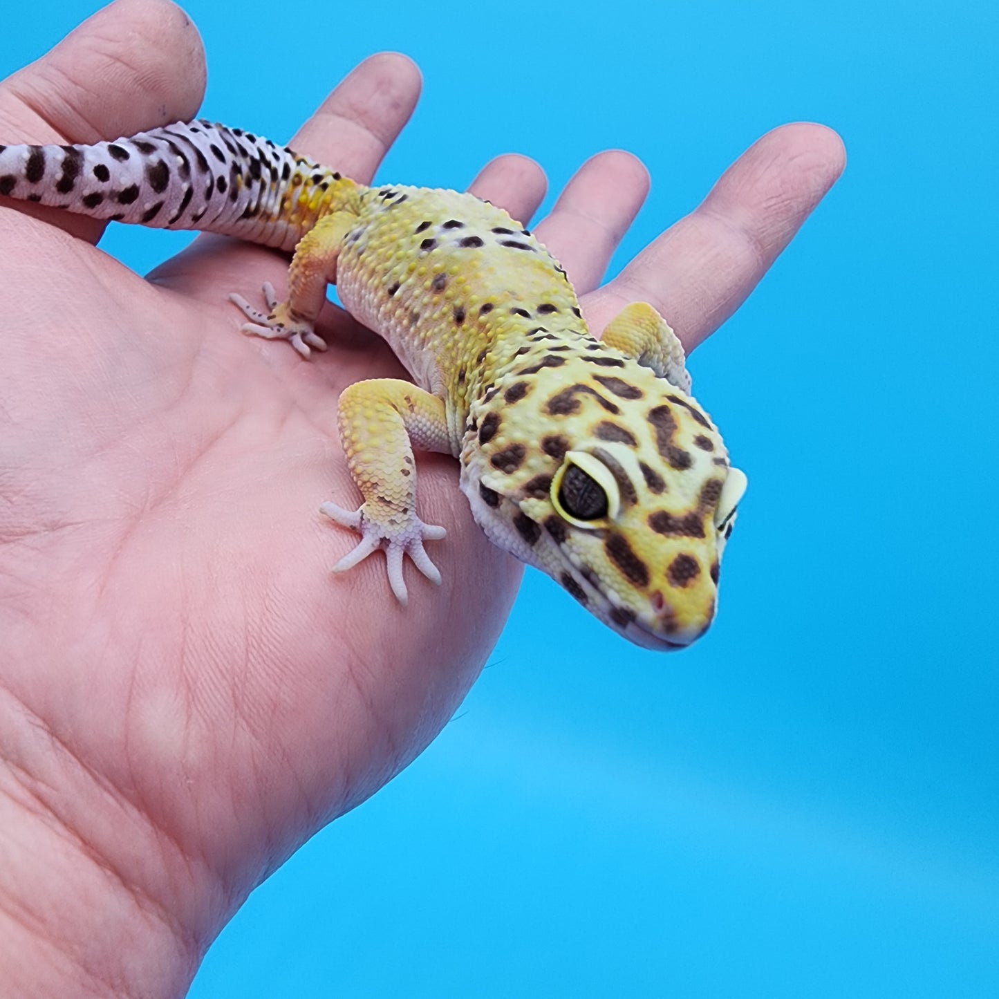 Male Blood Bold 50% het RAPTOR