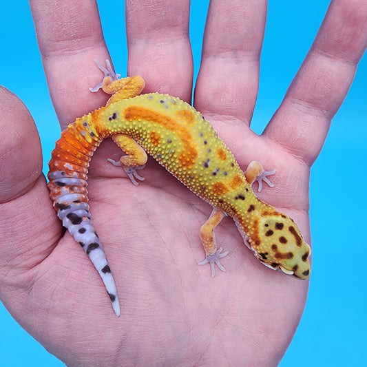 Male Clown Blood Emerine (Pet: Slightly Small Head, Slight Wobble Walk)