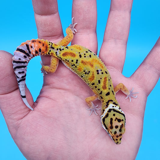 Male Clown pos. het Bell Albino