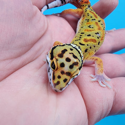 Male Clown pos. het Bell Albino